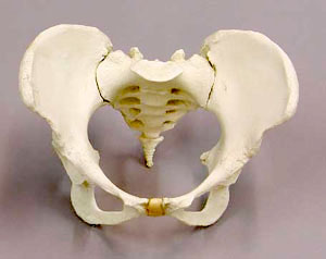 pelvis21