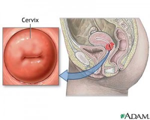 How do doctors check your cervix for dilation